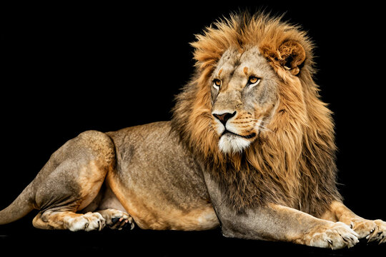 Majestic lion's head turns to the left.