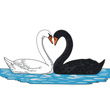 Vector illustration of a white swan and a black swan forming a heart on the surface of the water.