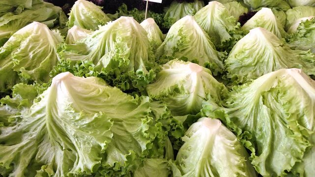 Fresh heads of lettuce are displayed in a market