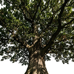 Fototapeta premium Majestic Oak Tree A Detailed View of Natures Beauty.