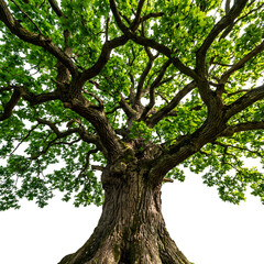 Fototapeta premium Majestic Oak Tree A Detailed View of Trunk and Branches 1.