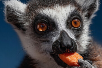 Fototapeta premium Close-up of a lemur eating fruit.