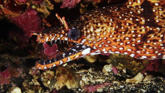 ウツボページ ウツボ Images – Browse 1,128 Stock Photos, Vectors, and Video