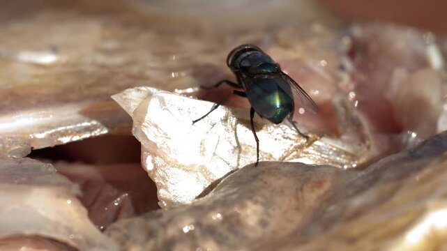 Oriental Latrine Blow Flies Feeding on Dead Fish Carrion