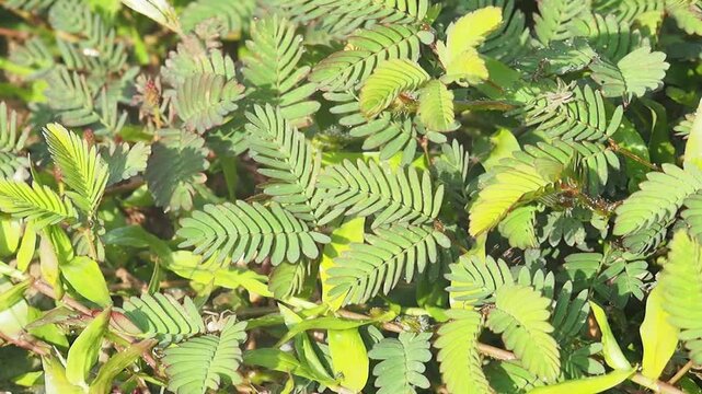 Green leaf plant foliage garden nature fresh leaf sunlight outdoor plant natural background summer foliage detail pattern texture ground cover