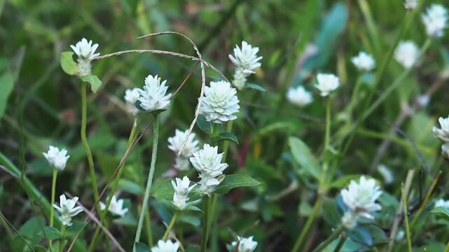 White clover flower wildflower meadow nature background with fresh green grass leaf outdoor spring garden scene peaceful wild weed growth meadow