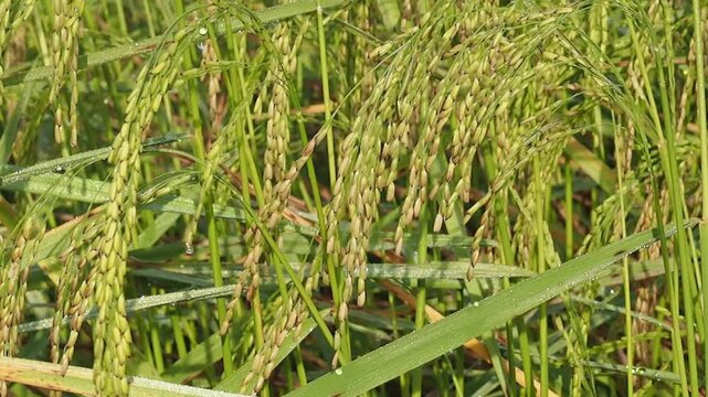 Green rice ear paddy field crop agriculture farm grass dew water drop morning sunlight cereal grain nature scene wet foliage outdoor harvest season