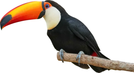 Fototapeten Tukan Toucan Bird Isolated On Transparent Background  © Rey PNG Stock