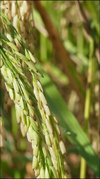 Close up rice ear rice plant paddy grain agriculture farm crop food nature field green rice plant agriculture crop cereal grain food production rural