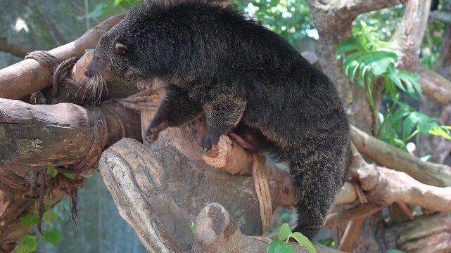 Binturong Walking on Tree Branch in Tropical Forest Habitat
