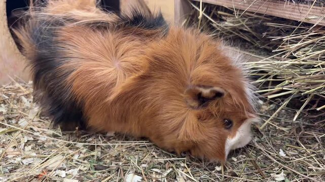 Long-haired guinea pig chewing  grass in zoo enclosure, gentle close-up footage of small rodent eating with whiskers twitching and ears moving naturally
