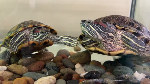 Two freshwater turtles swimming gracefully in zoo aquarium tank, red-eared sliders gliding through water with slow fin movements and curious head turns 

