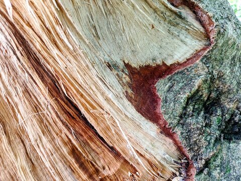 Close up of rustic wood grain and natural fiber texture on a fallen tree trunk, showing detailed organic patterns and rough wooden surface in nature.