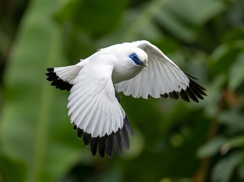 Captivating image of a Bali Myna bird in flight, showcasing its pristine white plumage and striking blue facial markings against a blurred green natural background