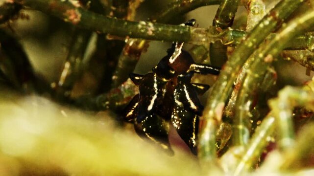 海藻の間に光り輝くツユダマガイ（水中マクロ映像・4K）