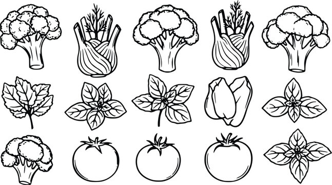 Detailed black and white vector illustration collection featuring various organic vegetable icons like broccoli stalks, fresh fennel bulbs, aromatic basil herb leaves and round tomato,culinary graphic