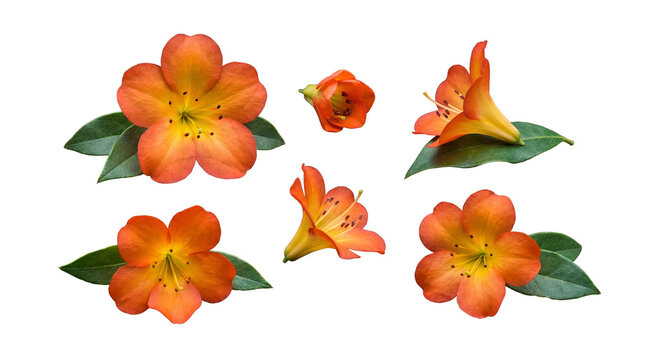 Vibrant orange tropical flowers with lush green leaves in various arrangements, isolated on a transparent background.