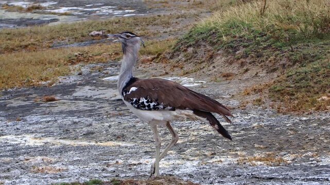 Handheld slow-motion shot, tracking from left to right, of a lone Kori bustard roaming the savannah plains of Ngorongoro Crater, Tanzania, Africa, showing wild birdlife in its natural habitat.