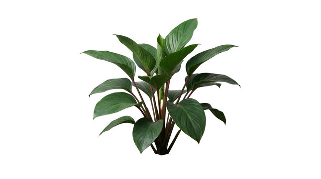 A flourishing tropical plant featuring large, deep green leaves with reddish stems.