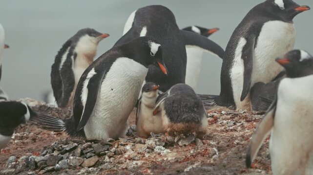Intimate close-up of gentoo penguin chicks with attentive adults in busy nesting colony at Point Wild, Elephant Island, as one chick defecates in raw authentic Antarctic wildlife moment