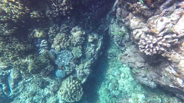 Underwater footage of a banded sea krait swimming through coral reef in Apo Island Philippines showing tropical marine life clear water and rare ocean wildlife in natural habitat
