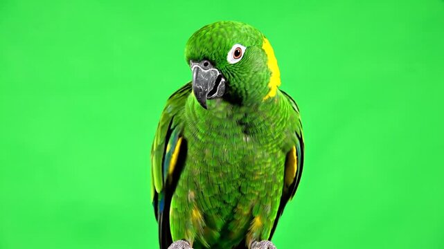 A vibrant green parrot with yellow markings around its head, perched against a bright green screen background, looking curiously to the side.