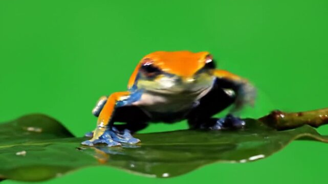 A vibrant orange and blue poison dart frog perched on a green leaf against a bright green background.