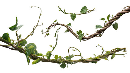 Multiple intertwined tropical jungle lianas and lush green foliage, isolated on a transparent background. © Sarah