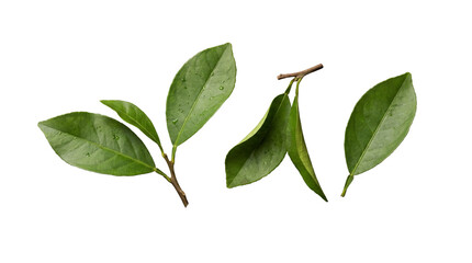 Fototapeta premium Fresh green leaves and small branches with water droplets, isolated on a transparent background.