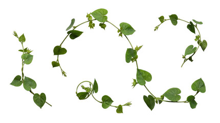 Lush green heart-shaped foliage on winding plant vines, a versatile botanical cutout for creative projects. © Nathan