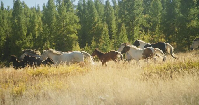 Herd of free horses running through a dry meadow near a dense green forest in warm sunlight. Group of domestic animals gallops across open countryside landscape, creating a natural scene of freedom