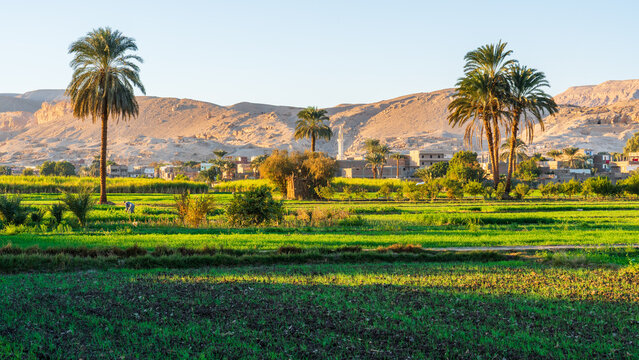 Rural Landscape with Mosque in Luxor, Egypt
