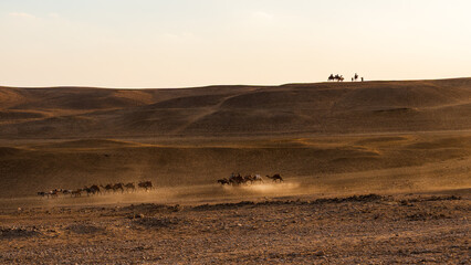 Naklejka premium Giza Desert Camel Caravan (Dusk Silhouette)