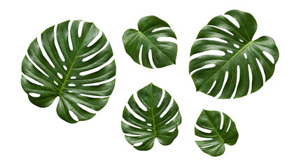 Arrangement of several lush green tropical Monstera Deliciosa leaves with natural texture. © Christine