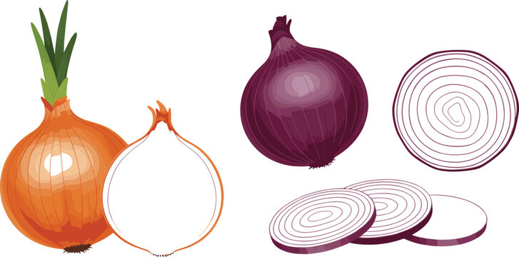 Onion illustration set featuring yellow and red bulbs, cross section, slices, and rings with detailed vegetable elements in vector style