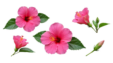 Various pink hibiscus flowers and a bud with green leaves, presented individually on a transparent background. © Sharon