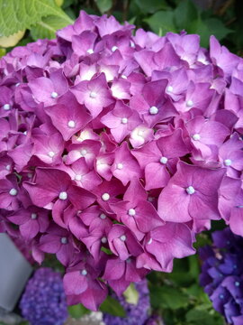 Close up of beautiful purple hydrangea macrophylla flowers in full bloom