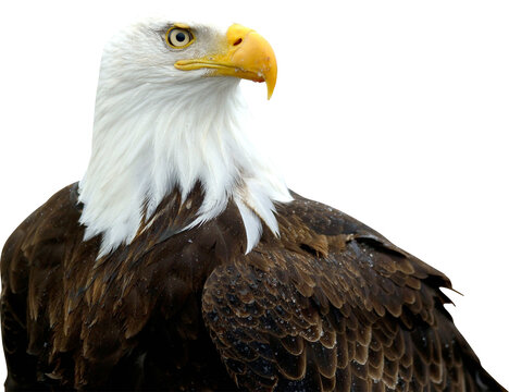Bald Eagle Isolated On Transparent Background