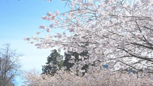 Cherry Blossom Pathway at University of British Columbia (UBC)