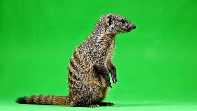 A ring-tailed mongoose stands on its hind legs, looking to the right, against a vibrant green studio background.