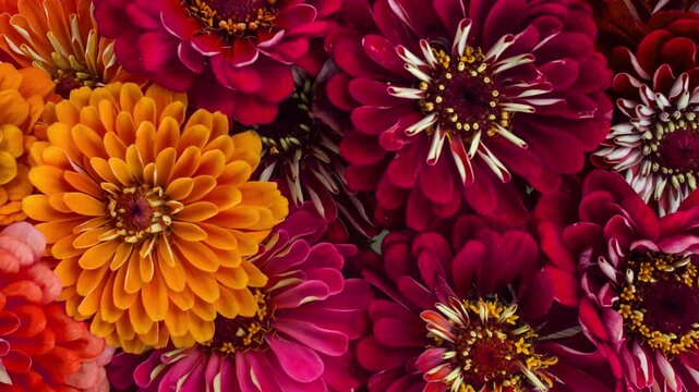 colorful zinnia flowers blooming