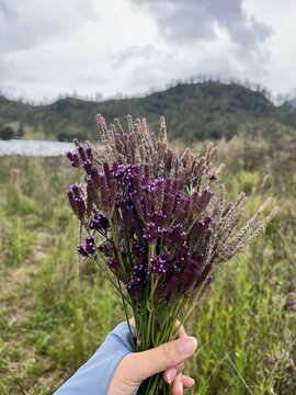 Hand Holding Purple Verbena Wildflowers at Ranu Kumbolo, Mount Semeru