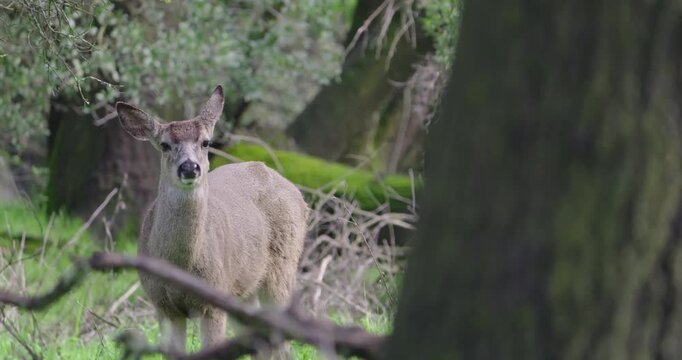 Black Tailed Deer Doe at River Bend Park