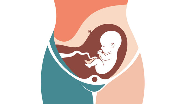Medical illustration showing a developing fetus inside a mother's womb during the second or third trimester of pregnancy.