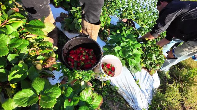 Farmers picking fresh strawberries in terraced fields, close up of hands harvesting ripe fruit, rural farm work, lush agricultural landscape, Venezuela