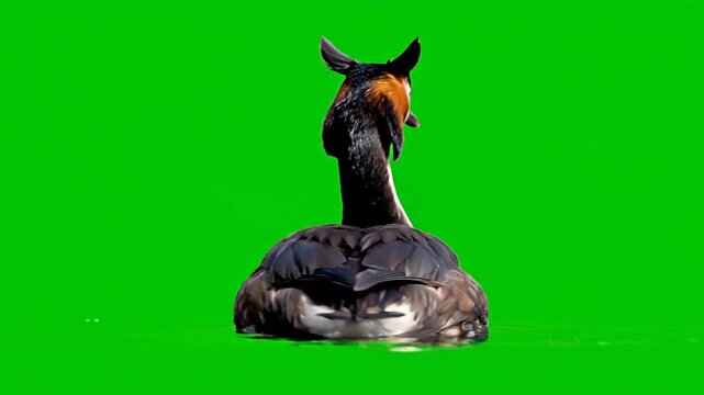A grebe bird swimming on water with a vibrant green screen background.
