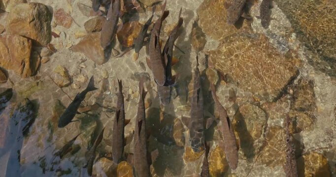 School of wild fish swimming in shallow clear river water over a rocky bottom. Natural aquatic life in a mountain stream or tropical creek environment.