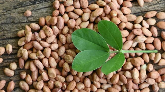 Raw peanuts in white bowl with green leaves on rustic wooden background
