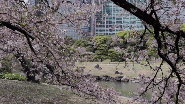 Sakura flowers framing a peaceful pond and traditional landscape in Japan during spring