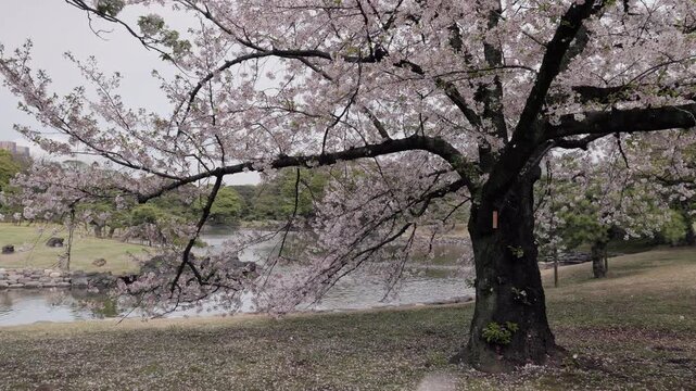Petals drifting in the wind under a blooming cherry tree by a pond in spring
